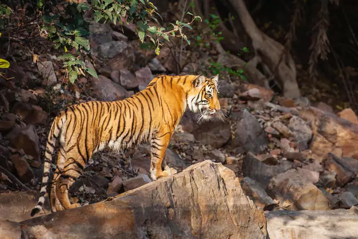 Jaipur to Ranthambore Same Day Tour