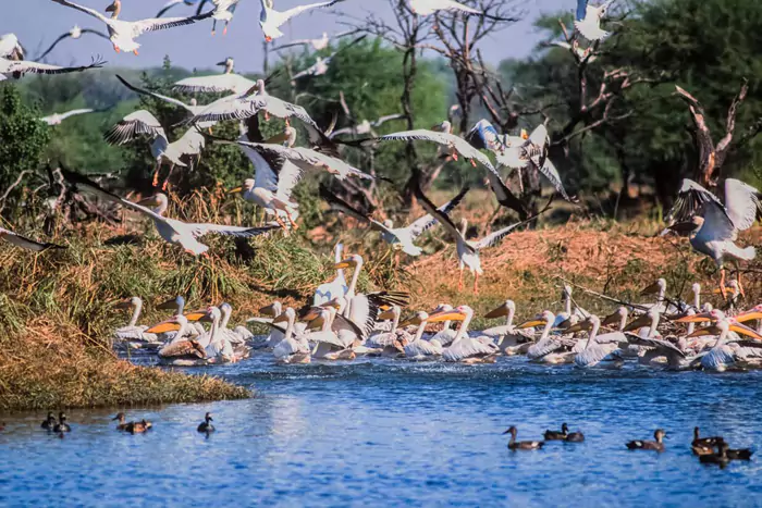 Rajasthan Wildlife And Birding Tour