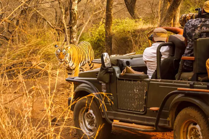 Delhi Jaipur Ranthambore Tour Package